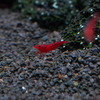Neocaridina davidi Red Cherry 1 cm