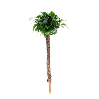 Dennerle Anubias nana 'Bonsai'  na palmě 4 x 4 x 15 cm*