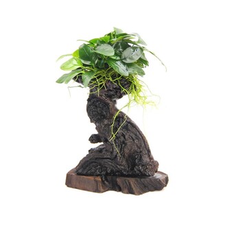 Dennerle Bonsai S s Anubias nana 14 x 8 x 25 cm*