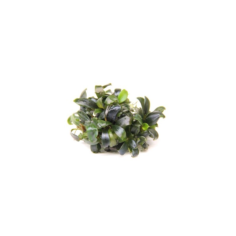 Dennerle Bucephalandra spec. ´Serimbu Brown´ In-Vitro