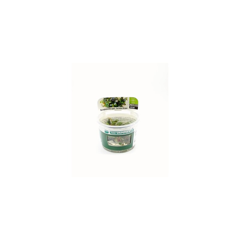 Dennerle Bucephalandra spec. ´Serimbu Brown´ In-Vitro