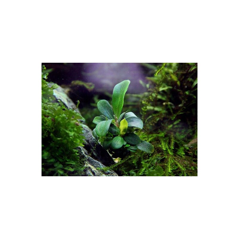 Dennerle Bucephalandra spec. ´Serimbu Brown´ In-Vitro