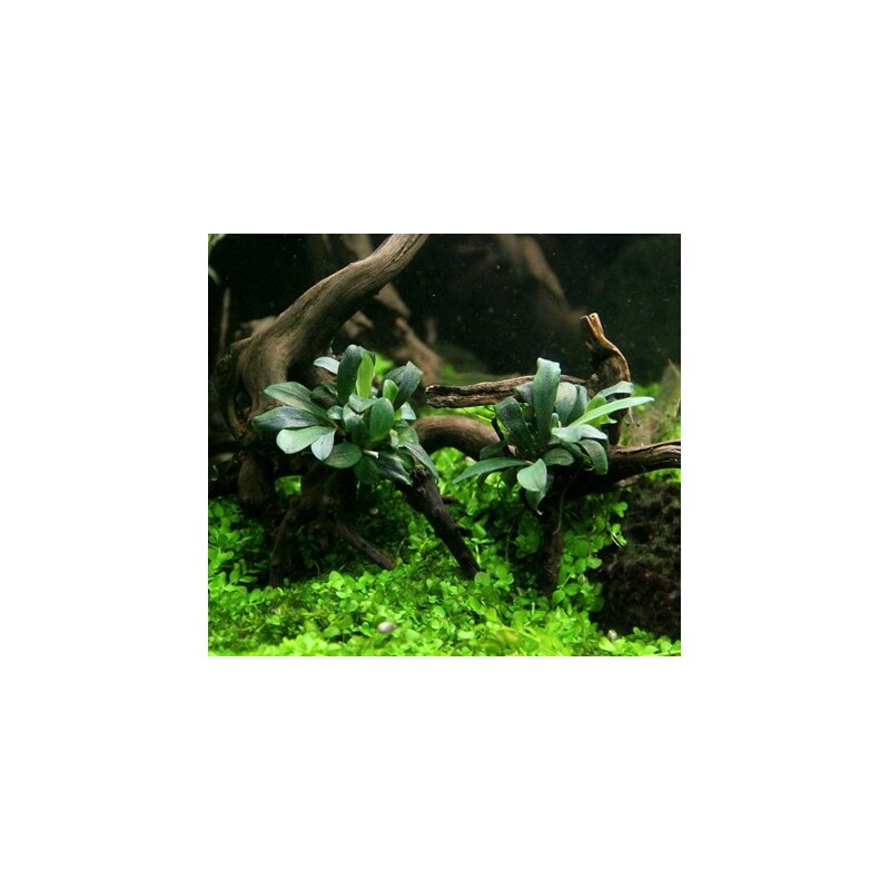 Dennerle Bucephalandra spec. ´Serimbu Brown´ In-Vitro