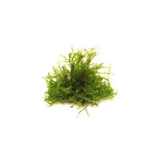 Dennerle Vesicularia ferriei In-Vitro