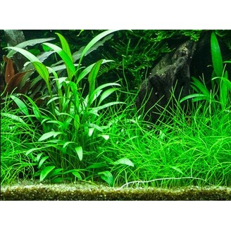 Cryptocoryne x willisii v blistru