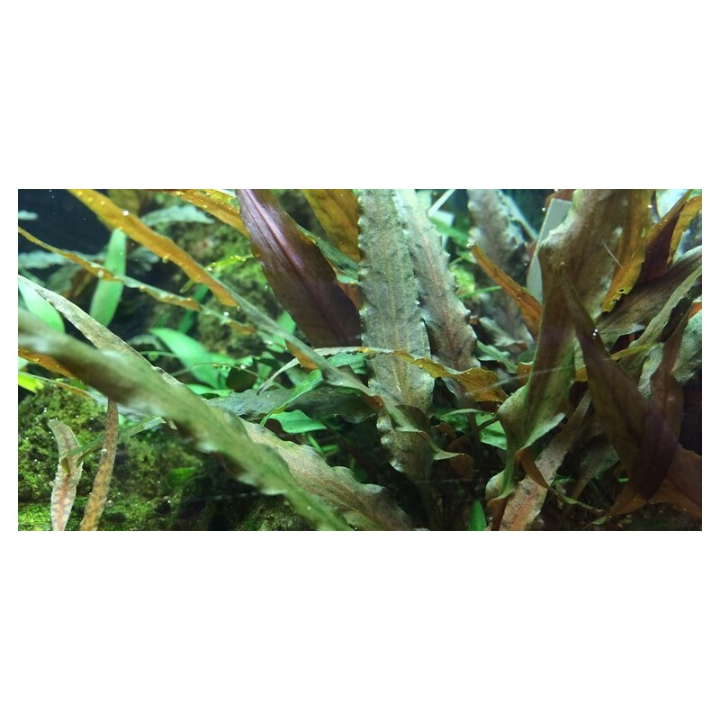Tropica Cryptocoryne undulata 'broad leaves' 1-2 Grow!