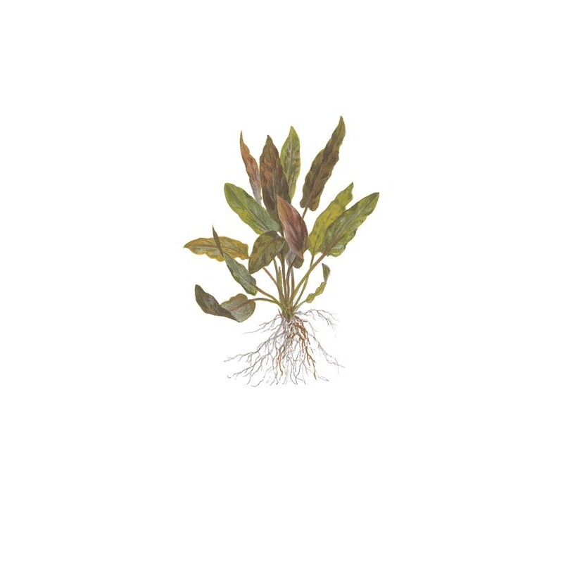 Tropica Cryptocoryne undulata 'broad leaves' 1-2 Grow!