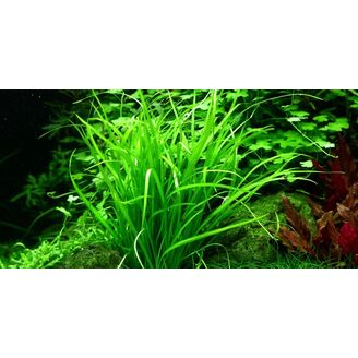 Tropica Helanthium tenellum 'Green' 1-2 Grow!