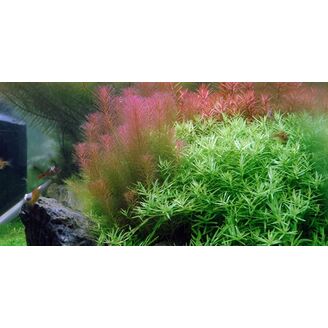 Tropica Rotala wallichii 1-2 Grow!