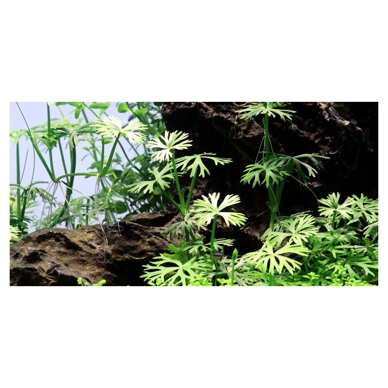 Tropica Ranunculus inundatus 1-2 Grow!