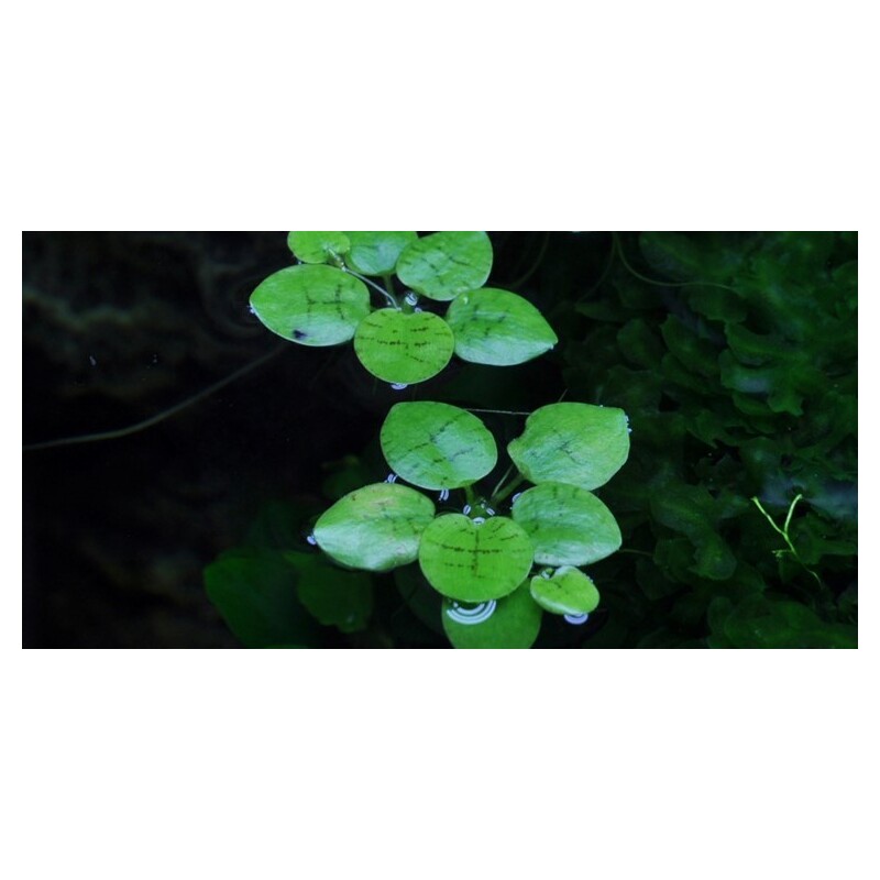 Tropica Limnobium laevigatum 1-2 Grow!
