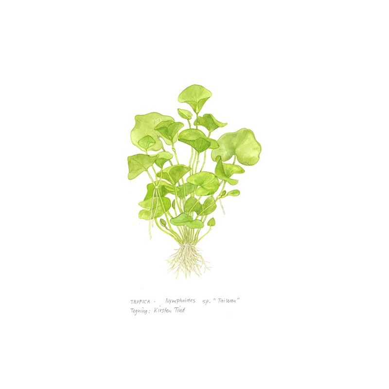 Nymphoides hydrophylla 'Taiwan' 1-2-Grow!