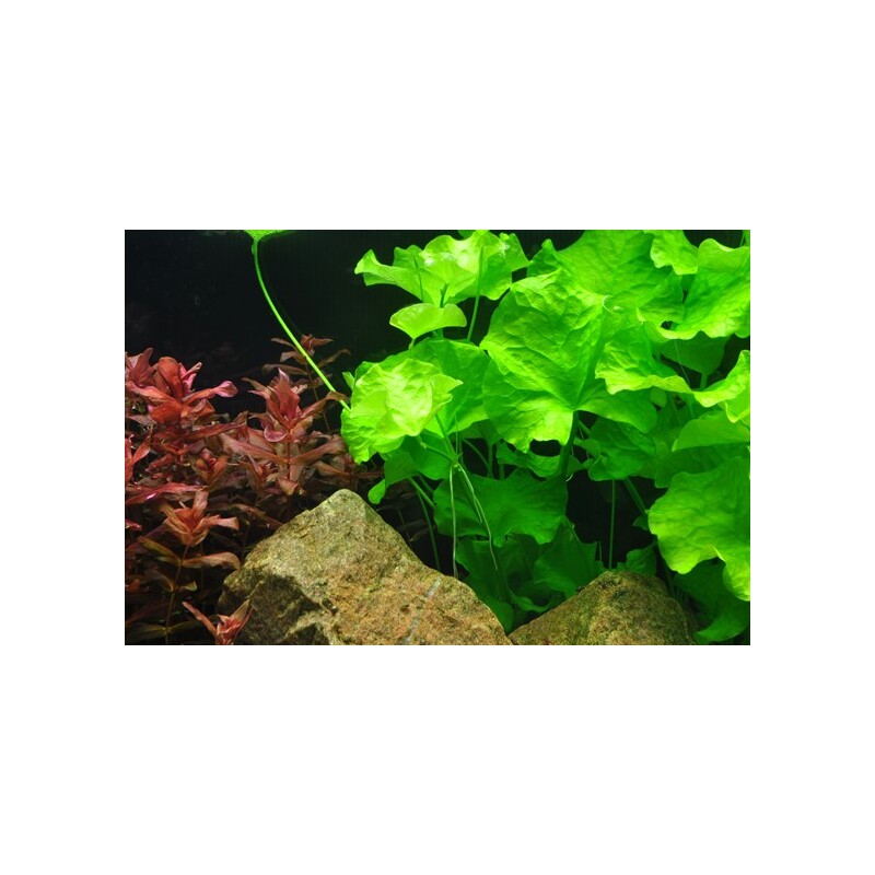 Nymphoides hydrophylla 'Taiwan' 1-2-Grow!