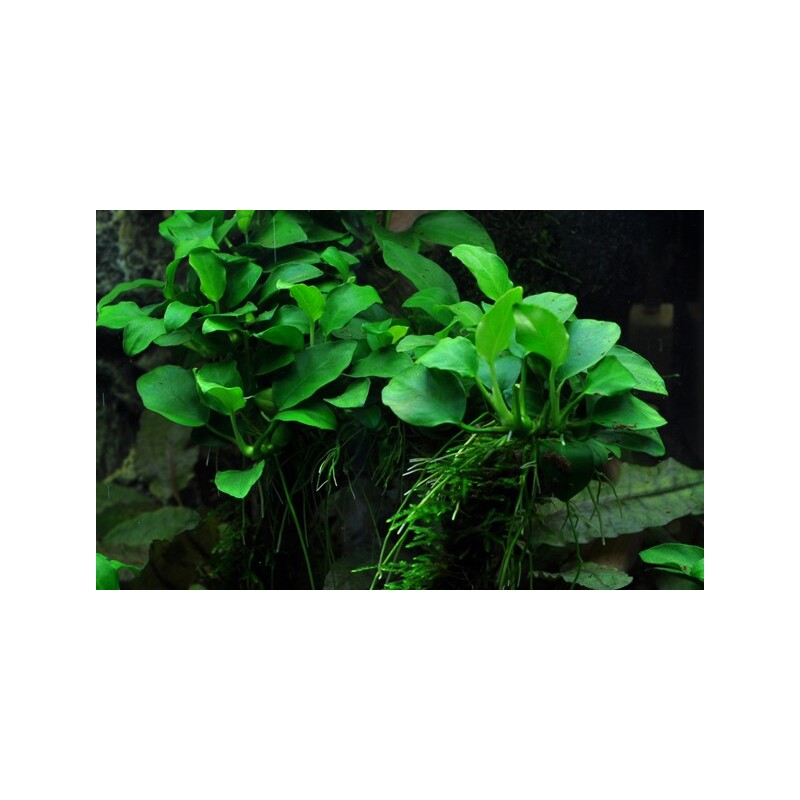Tropica Anubias 'Petite'