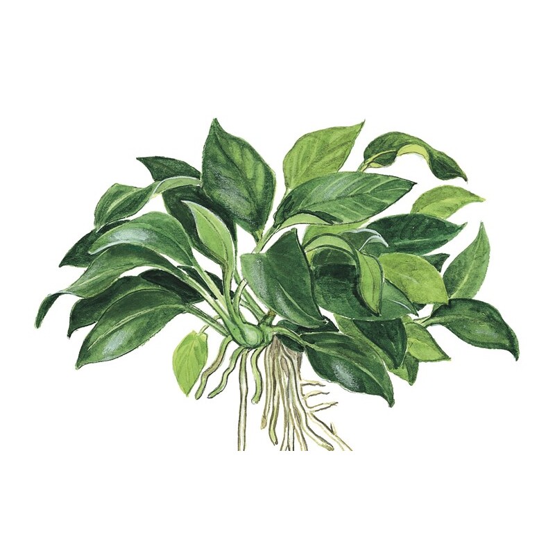 Tropica Anubias 'Petite'