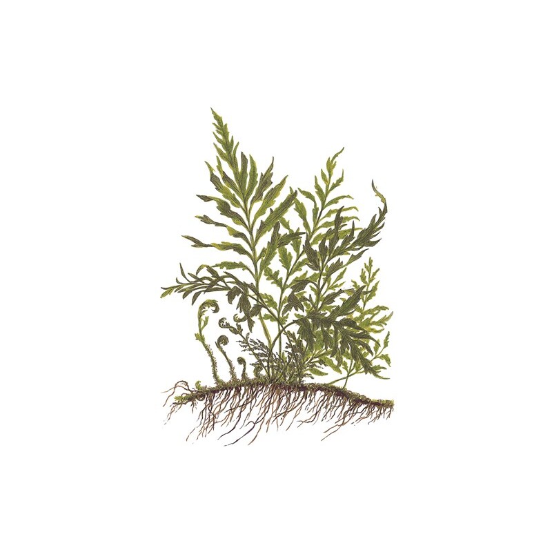 Bolbitis heudelotii