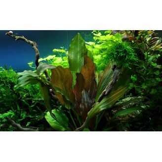 Tropica Echinodorus 'Reni' 1-2 Grow!