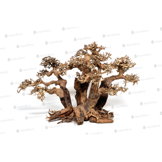 Forest bonsai L
