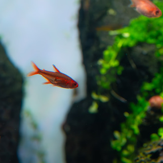 Tetra ohnivá 2 cm