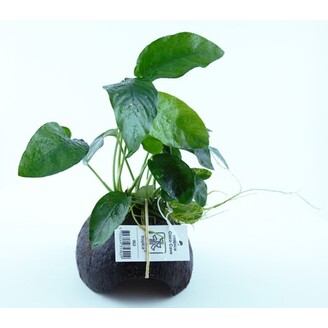 Anubias na kokosu