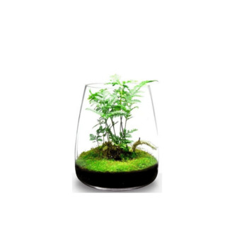 ONF Moos Micro Lanscape