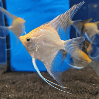 Skalára 'Manacapuru' Gold 10 cm