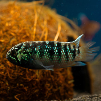 Akara černozelená 8 cm