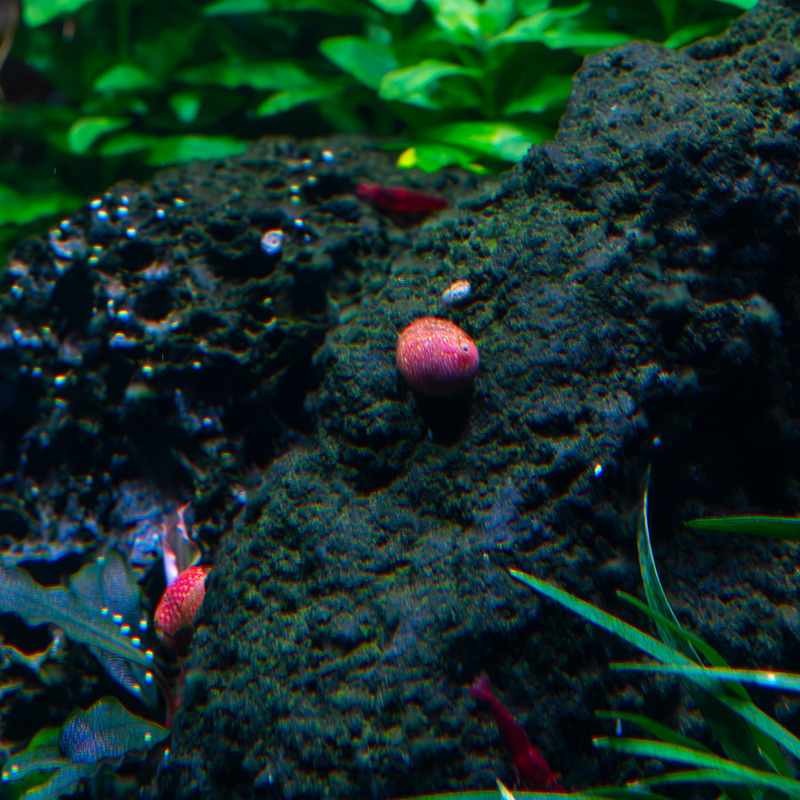 Šnek Clithon Sp. Pink and Yellow