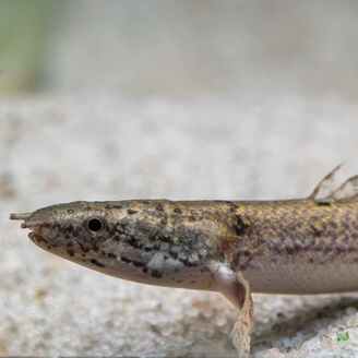 Bichir Delhezův 7 cm